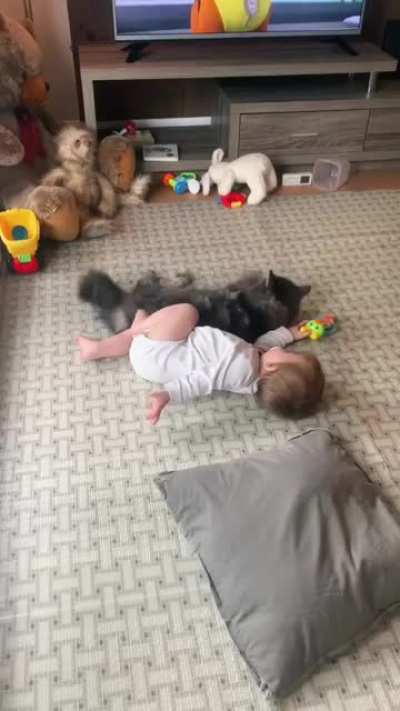 My sister recorded her pregnancy journey with the cat.