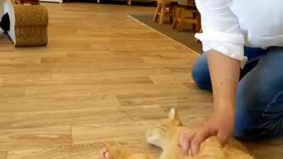 Yeet the cat (Twitter: @nekokatsu_1)