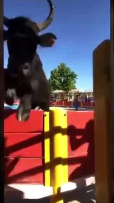 🐂