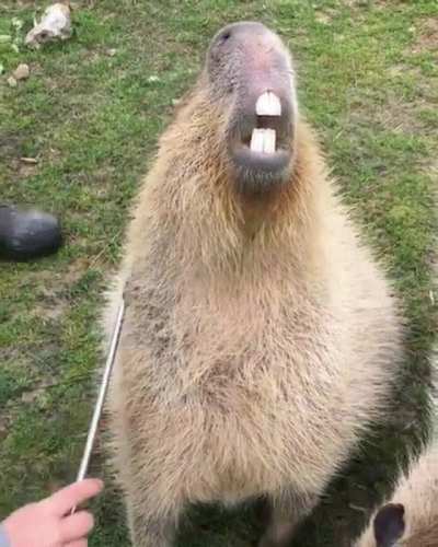 C A P Y B O Y E enjoyin some scratches