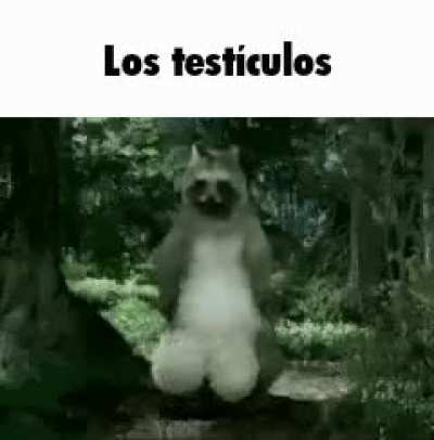 Los test&iacute;culos