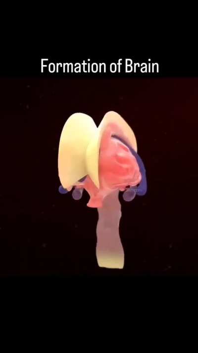 Formation of the Brain