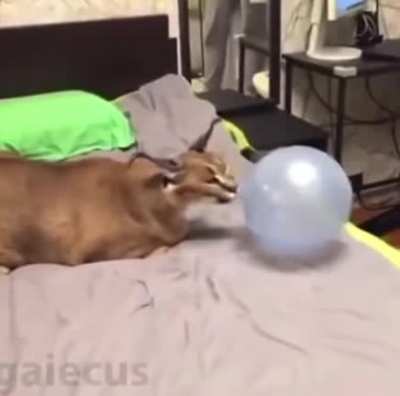 POP!