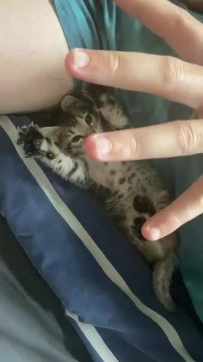 Hey guys :) this is jellybean playing with my brother who supposedly didn&rsquo;t want a kitten😳 they&rsquo;re best friends now