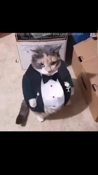 gentleman he is