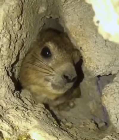 What is he saying?