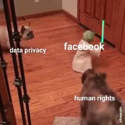 Yoda fighting cats