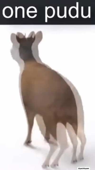 &ordf;