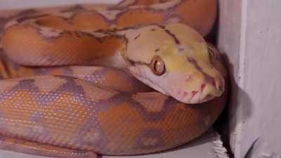 I cannot believe the love I have for this b-e-a-utiful noodle