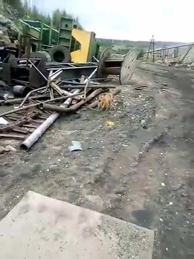 The fox cub categorically refused to eat human food.