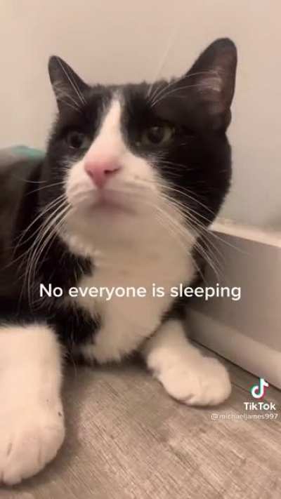 Cat brain