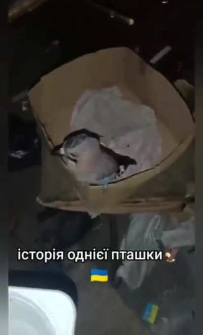 Ukrainian defender saved a jay that was hanging on a tripwire. He managed to save the bird and took the bird out in his dugout. He jokingly called it a &ldquo;Ukrainian fighting falcon&rdquo;