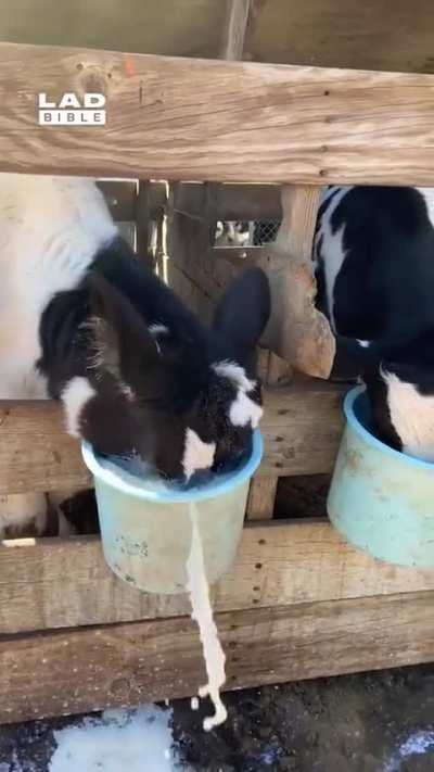 chug, the cow