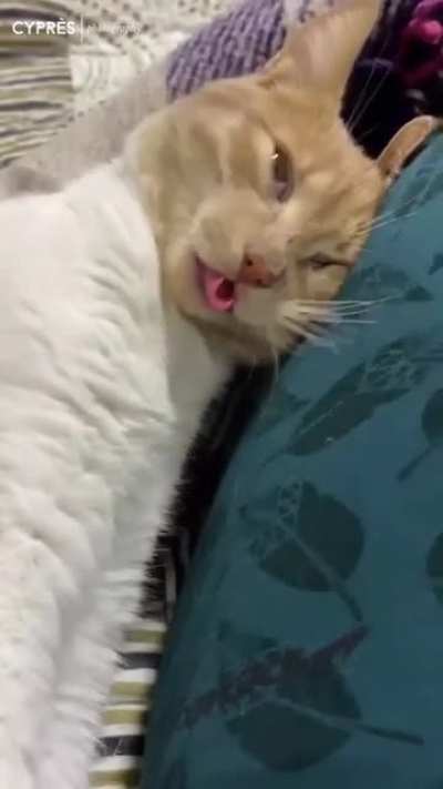 Котик