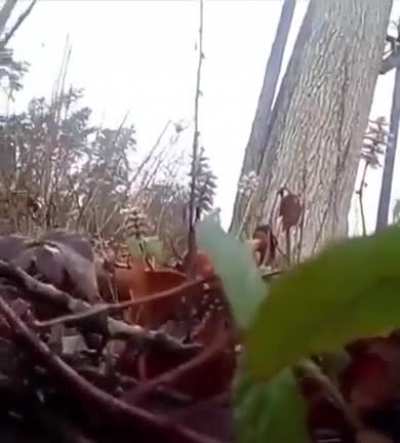 The Deer said &ldquo;Not Today MoTheRFucKer&rdquo;