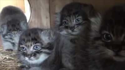 Feisty manul kittens at 5 &frac12; weeks