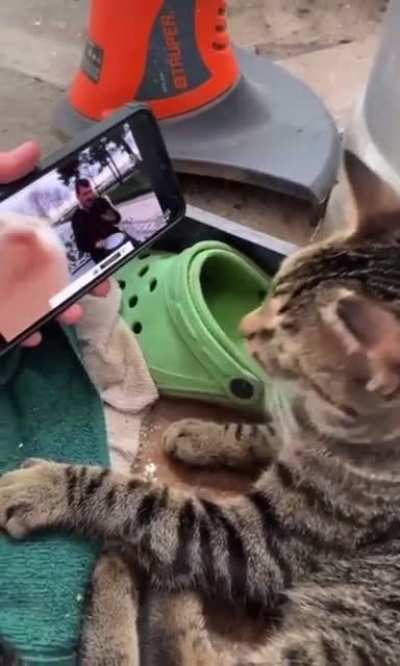 Cat vibing to "Cat Vibing To Ievan Polkka"