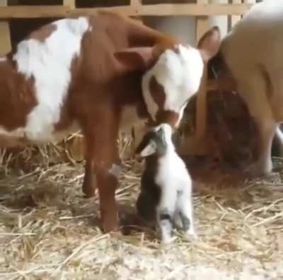 Cows are among the most gentle creatures. This allows them to befriend All kinds