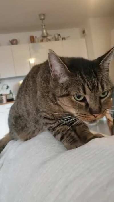 He's plotting against you while making biscuits