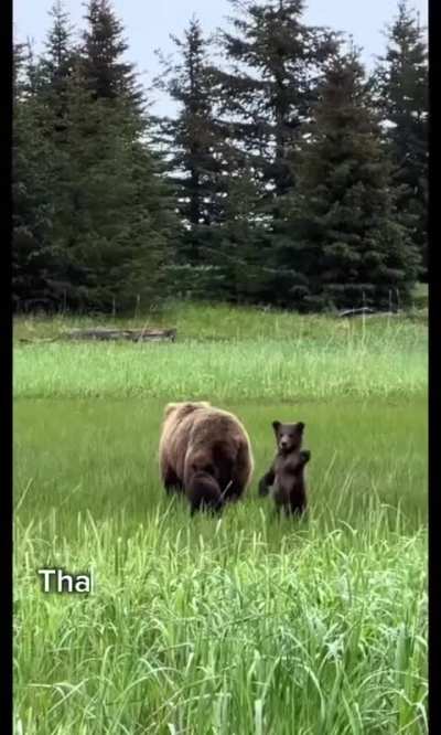 Bears have SUPER strength?!