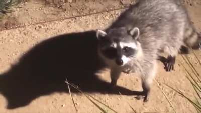 T-pose raccoon