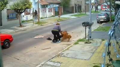 lady attacked by dogs but saved by bystanders