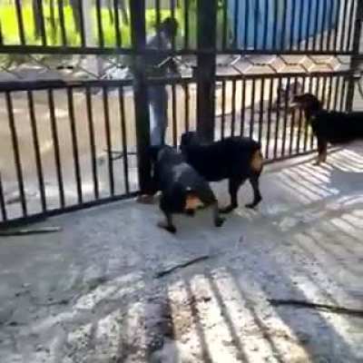 Don&rsquo;t tease the pets