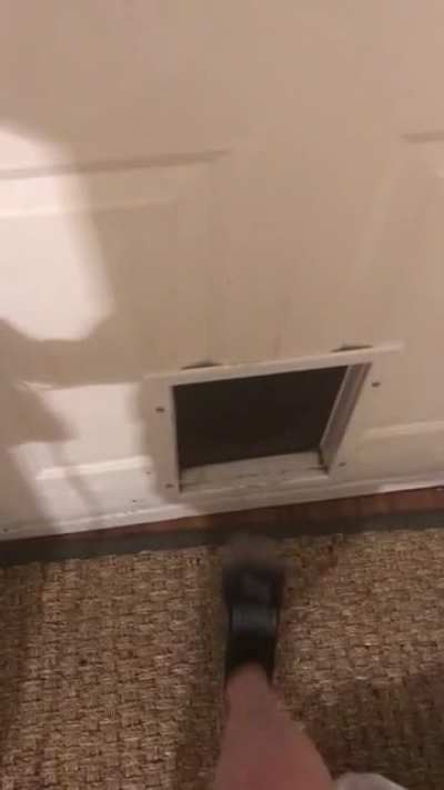 Heard something at the doggy door&hellip;