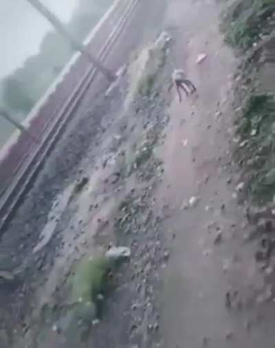 Poor lady got hit by crazy 🐵