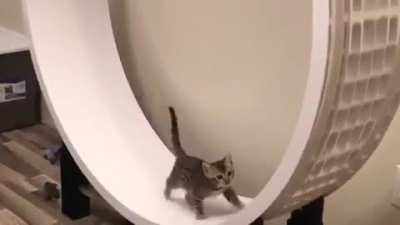 CAt BrUTaLLY EXPlOItED TO MAkE GreEN EnERGy FOR ReDDIT SerVErS