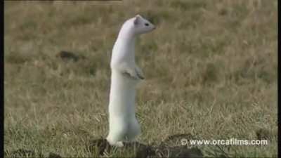 The name "ermine" is used most often to describe a stoat or any member of the Mustela genus when it has taken on its white winter coat. There are 21 subspecies distributed throughout the Northern Hemisphere. The Eurasian ermine, seen here, is searching fo