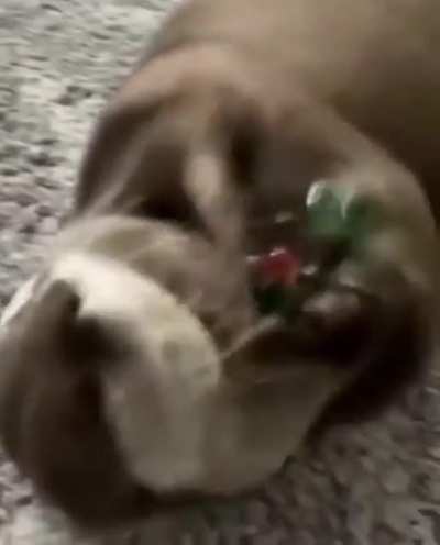 Otter life