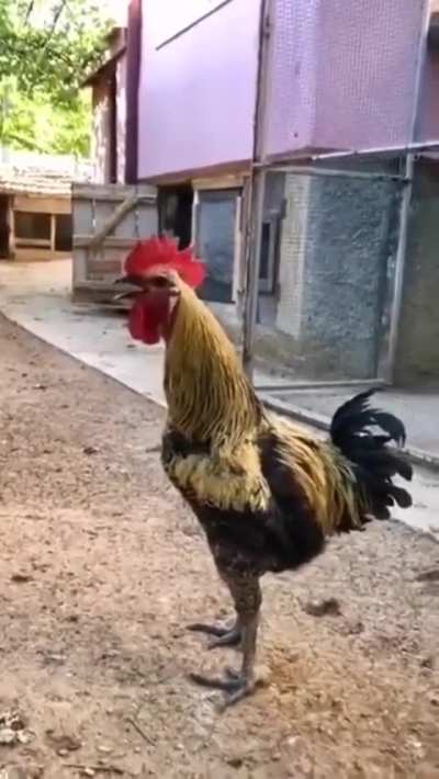 Rooster passes out while crowing