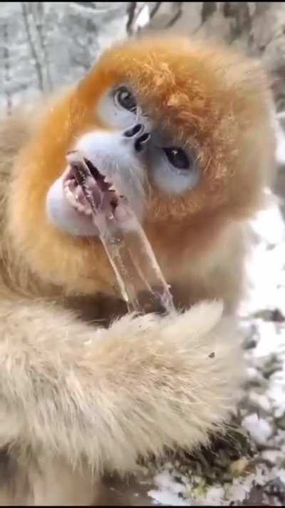 Monkey crunch