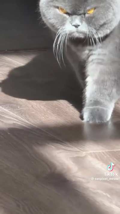 The real master of the house
