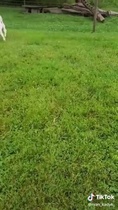 It&rsquo;s a goat herding trash panda