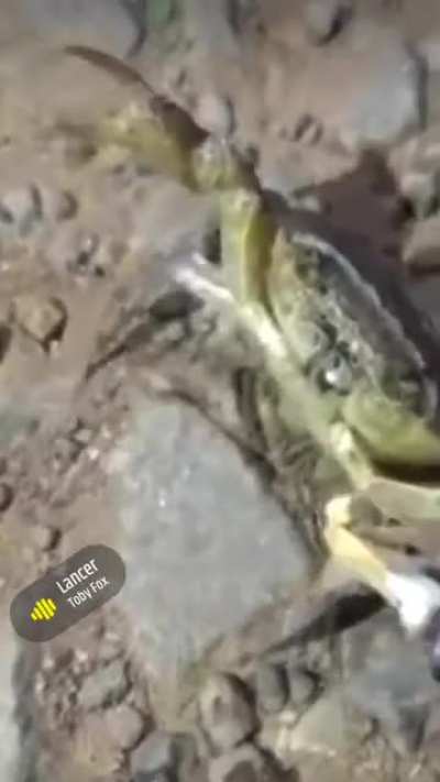 Бычок