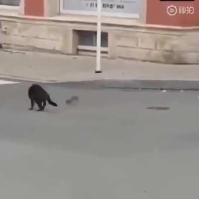 Tom and Jerry