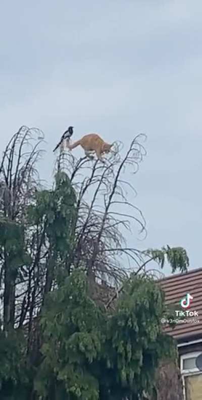 Finding out how good your cat is at climbing