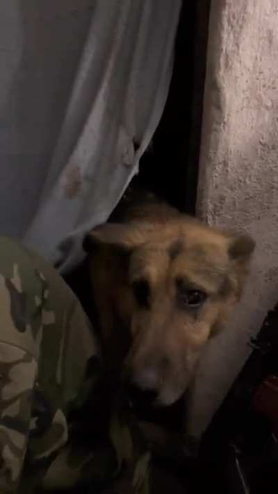 Dog sheltering with soldiers in basement under heavy shelling