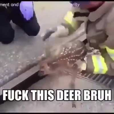 deer 🤬