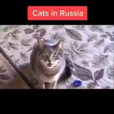 Meow meow