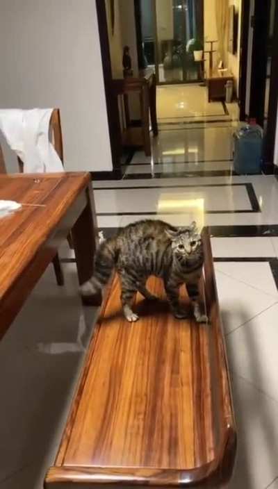Hold my catnip while I strike a pose