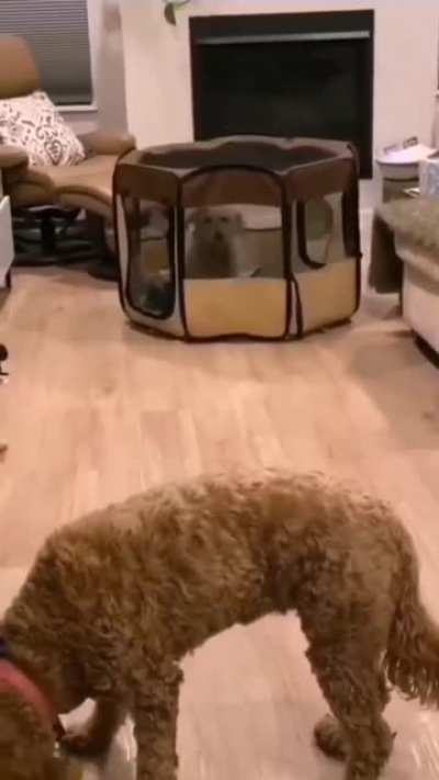 Perfectly cut dogscream