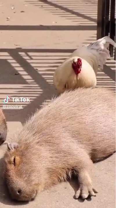 Chicken attack 