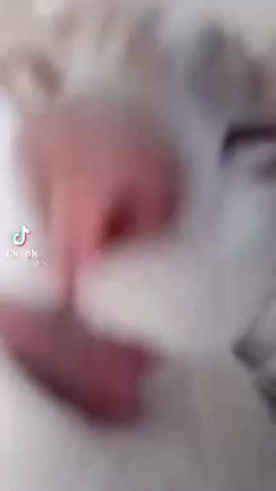 holy cr*w