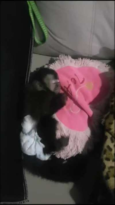 Macaquinho dormindo