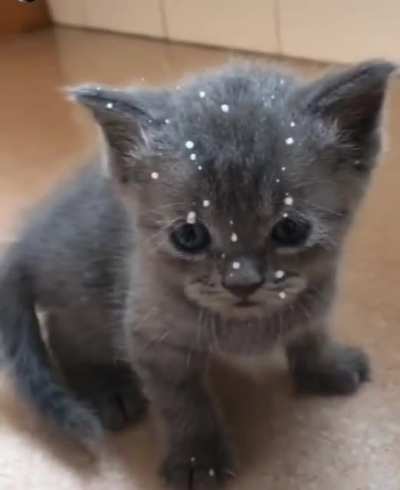 Kitty rudely splashes sibling's face with milk