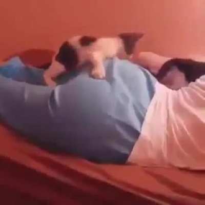 good cat