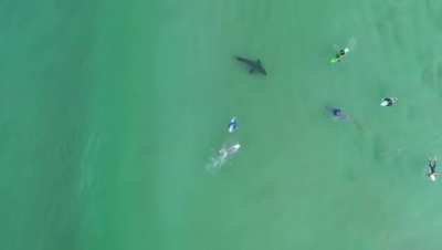 CRAZY drone footage of a great white shark &amp;amp; surfers filmed today in Plettenberg Bay!!!! Zachary Berman